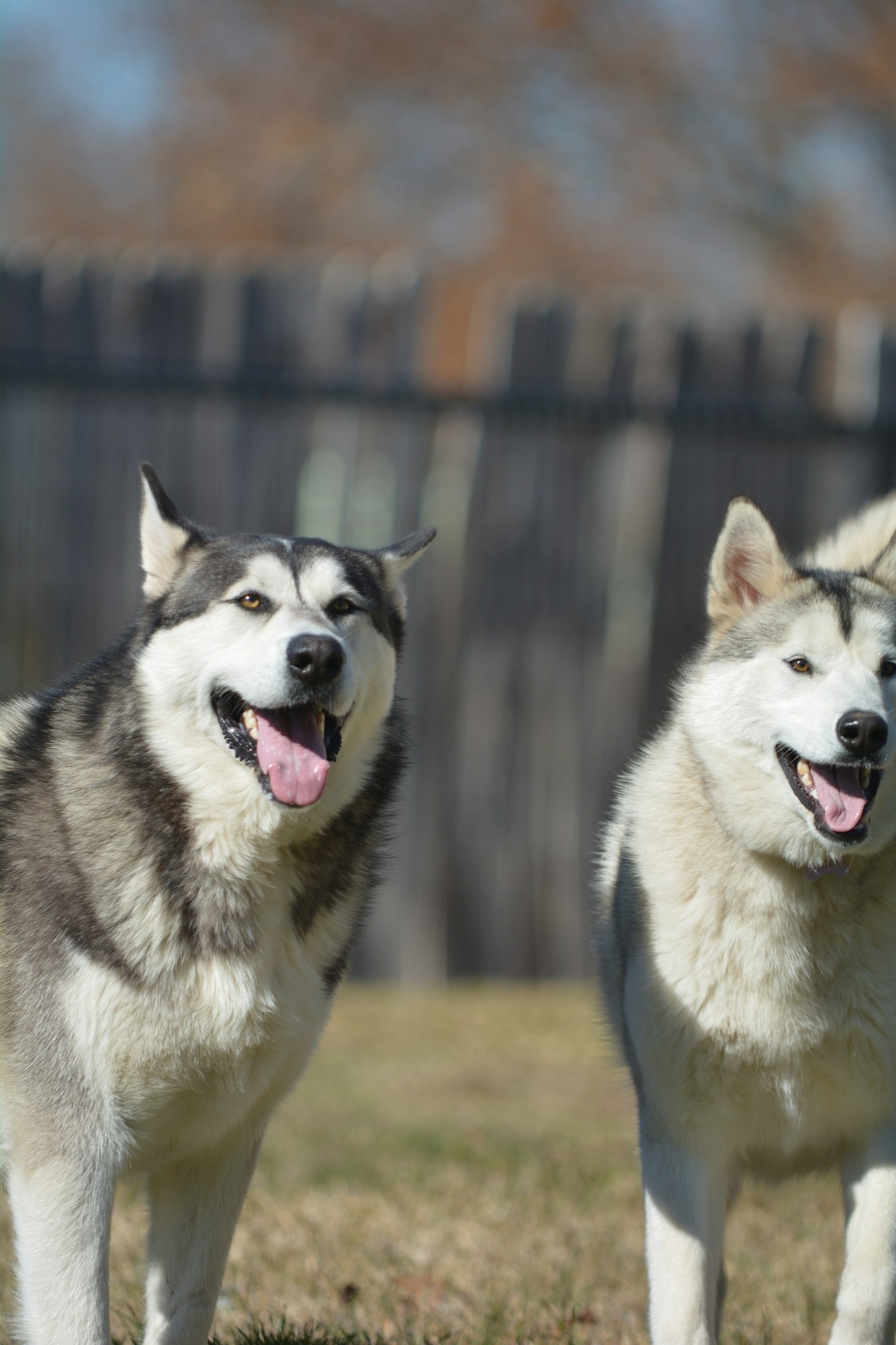 Creating a Safe and Fun Space for Your Dog