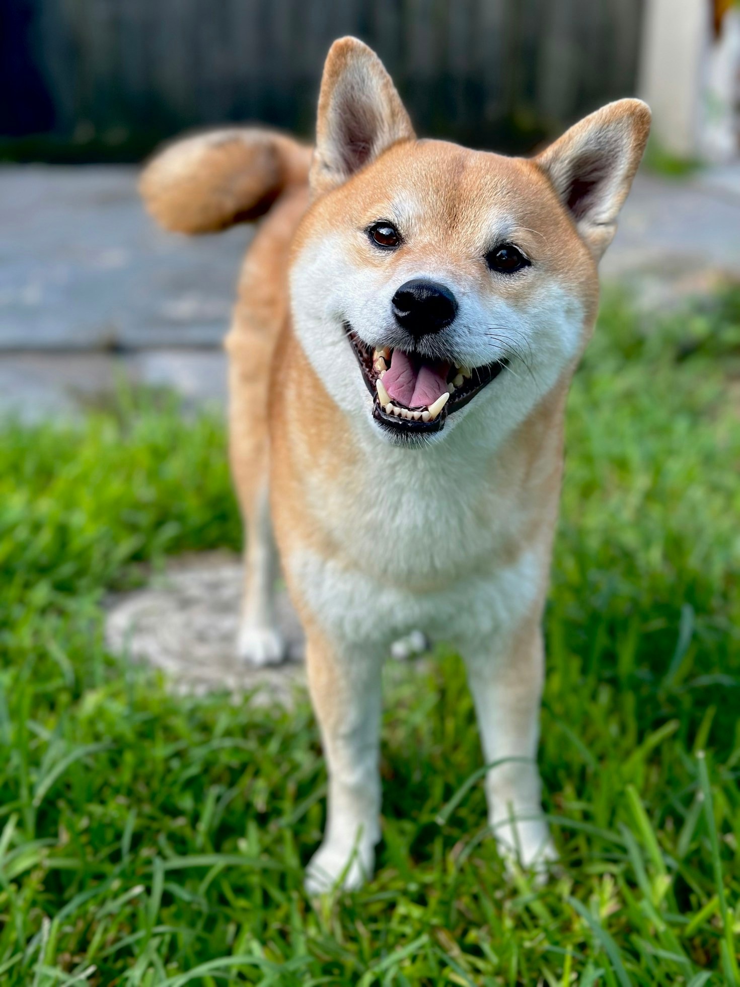 Bringing Joy to Your Pets with the Right Care